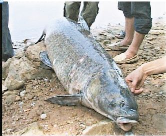山西长治一根鱼竿钓起85斤罕见大青鱼(图)