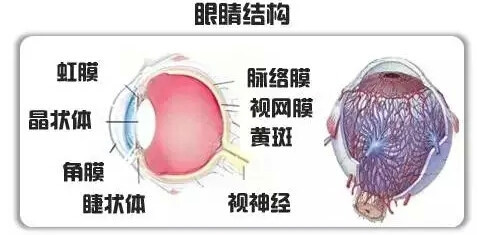 纽崔莱营养专家教您眼睛的健康和保养 - 中国新