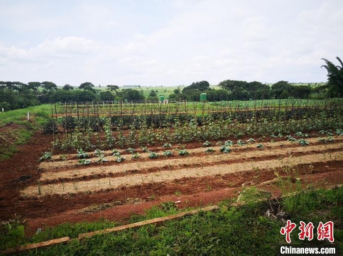 “援马拉维农业专家：共享农耕智慧助当地优化种植结构