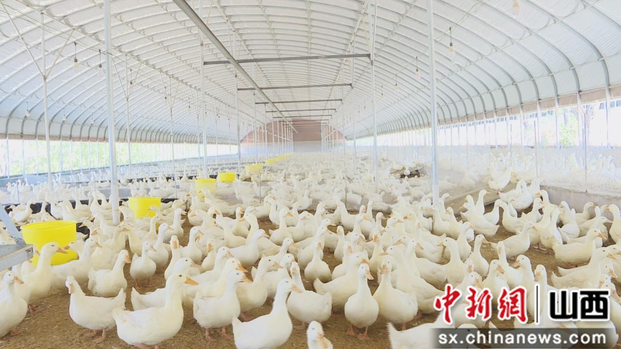 “借力鸭肉市场 山西黎城“百万旱鸭”项目加速乡村振兴