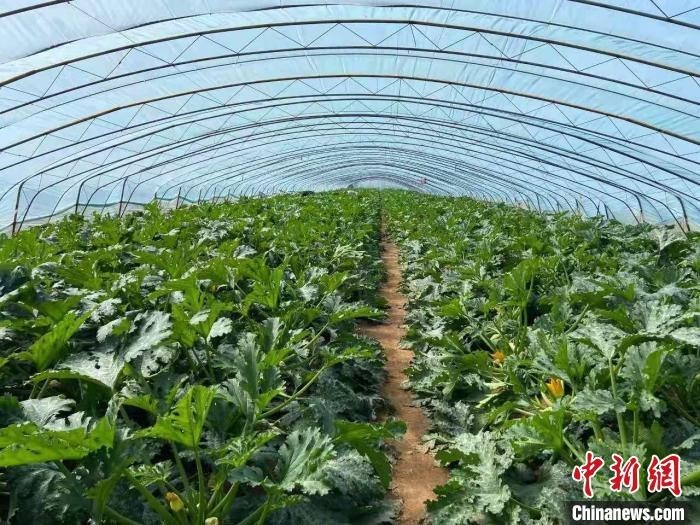 “山西长子：科技促农稳增收 蔬菜大棚“种出”致富梦