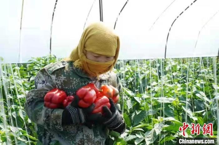 “山西寿阳：特色彩椒种植鼓起农民“钱袋子”