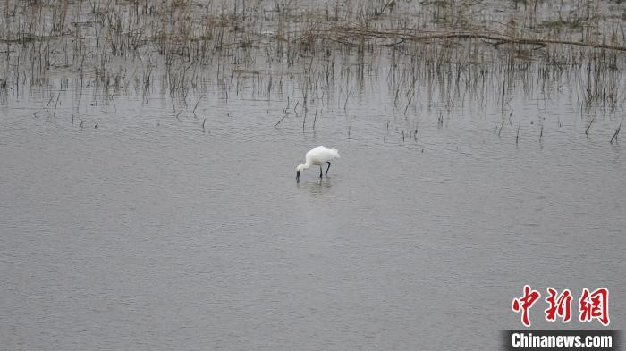 “白琵鹭做客山西长子精卫湖国家湿地公园
