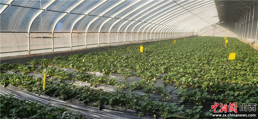 “山西昔阳界都乡发展草莓产业 助推乡村振兴