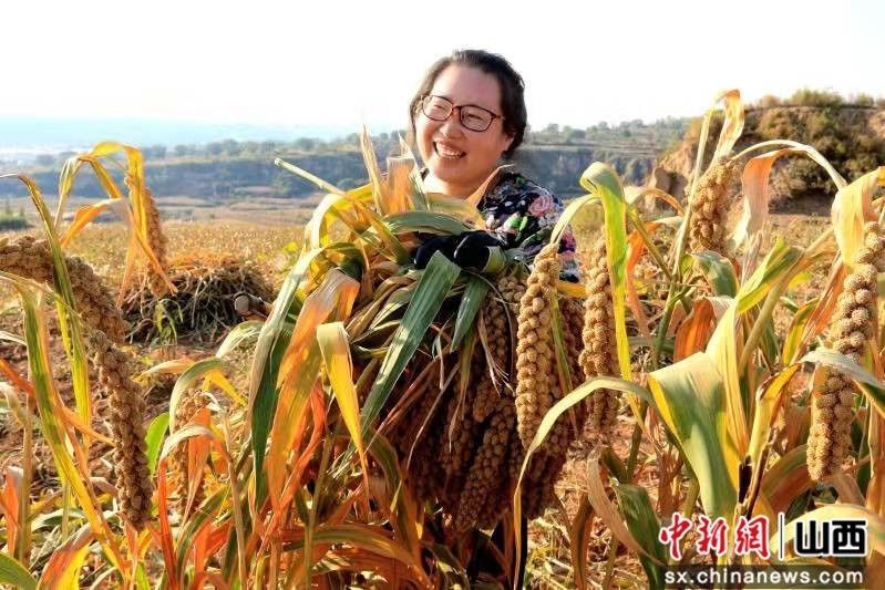 武乡“羊肥小米”2021年生产销售 创历史新高
