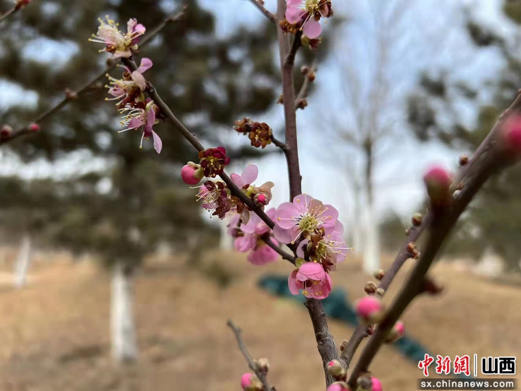 “太原植物园：朵朵梅花送春来
