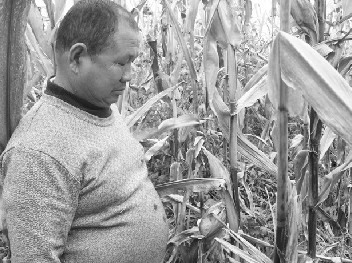 先玉335 问题种子致山西文水700余亩玉米不结